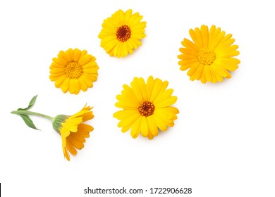 yellow daisy white background