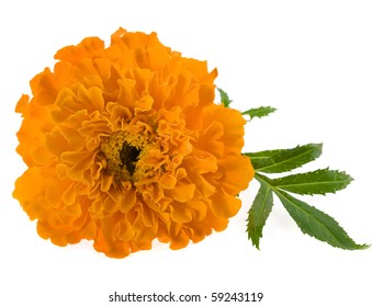 1,714 Marigold flower in round Stock Photos, Images & Photography ...