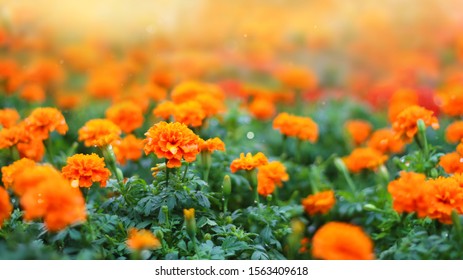 Marigold flowers in the meadow.