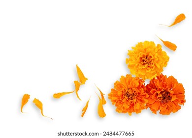 Marigold flowers on a white background. Composition for the Day of the Dead and Indian holidays, Mockup card. copy space - Powered by Shutterstock