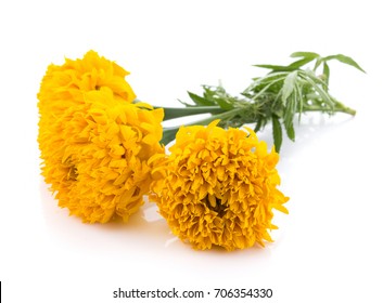 Marigold Flowers On White Background Stock Photo 706354330 | Shutterstock