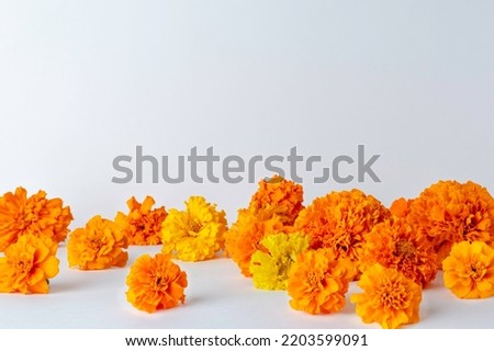 Marigold flowers on a white background. Autumn composition of flowers.Background for the Day of the Dead.copy space