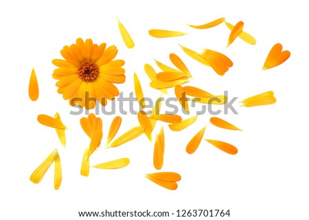 marigold flowers with petals isolated on white background. calendula flower. top view