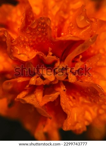 marigold flowers with raindrops. macro photography. abstraction