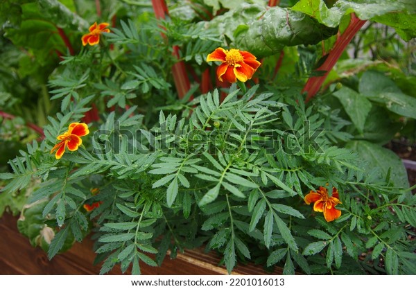 Marigold flowers in\
raised garden bed during the spring time growing in front of large\
ruby red swiss chard