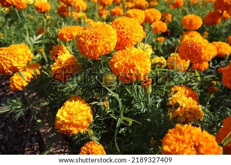 Marigold flowers or tagetes marigolds or ganda. Orange flower in garden.