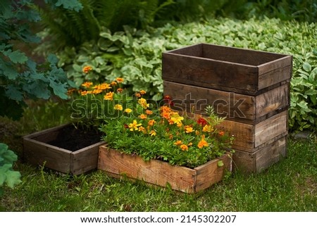 Marigold flowers in a wooden box. The concept of transplanting flowers to a flower bed near the house. High quality photo