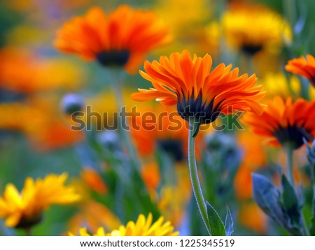 Similar – Foto Bild Blütenmeer von Ringelblumenblüten