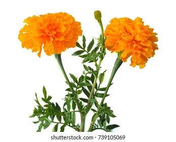 Marigold Isolate On White Background Flower Stock Photo 739105069 ...