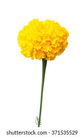 Marigold Isolated On White Background