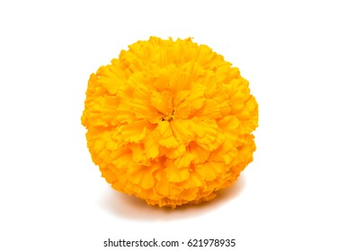 Marigold Isolated On White Background