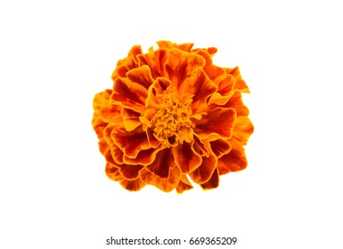 Marigold Isolated On White Background Stock Photo 669365209 | Shutterstock