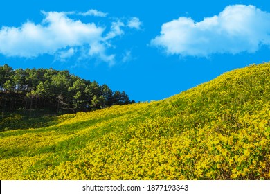 Marigold, Maxican Sunflower field on the hill, Thung Bua Tong, Thailand.