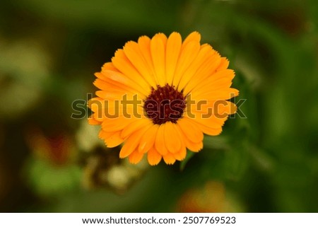 Image, Stock Photo marigold, medicinal herb with flower