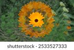 Marigold is a medicinal plant that closes wounds and heals the body. Already known by the abbess Hildegard von Bingen. Photographed here with a prismatic lens filter (kaleidoscope).