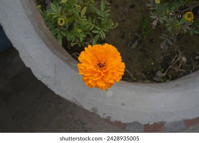 Marigold orange flower in a pot. Top view of a Tagetes Patula isolated flower in a concrete pot on the terrace, balcony of the house. Closeup, selective focus. - Powered by Shutterstock