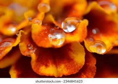Marigold Petals, Marigold with Rain Droplets, Flower with water droplets