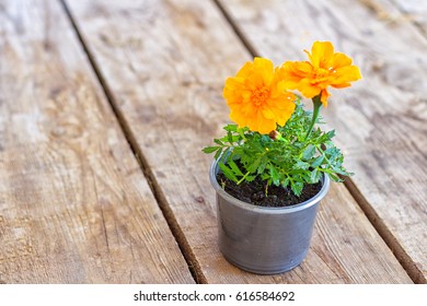 Marigold In A Pot