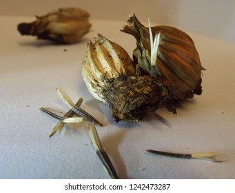 45 Marigold Seed Pod Images, Stock Photos & Vectors | Shutterstock