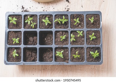 Marigold Seedlings Images Stock Photos Vectors Shutterstock