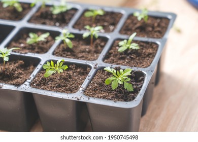 Marigold Seedlings Images Stock Photos Vectors Shutterstock