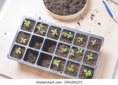 Marigold Seedlings Images Stock Photos Vectors Shutterstock