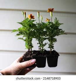 Marigold Seedlings Ready For Planting In Spring As Companion Plants For Veggie Garden