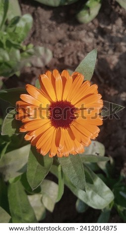 Marigold, a symbol of vibrancy, boasts golden blooms and a distinctive, earthy fragrance. Its petals, ranging from deep orange to yellow, form dense, bushy clusters. Easy to cultivate, marigolds 