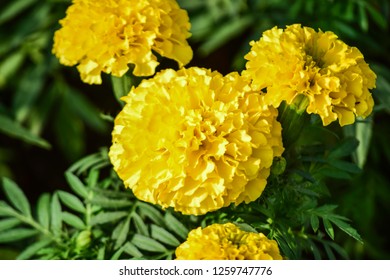 63 Yello Marigold Images, Stock Photos & Vectors | Shutterstock