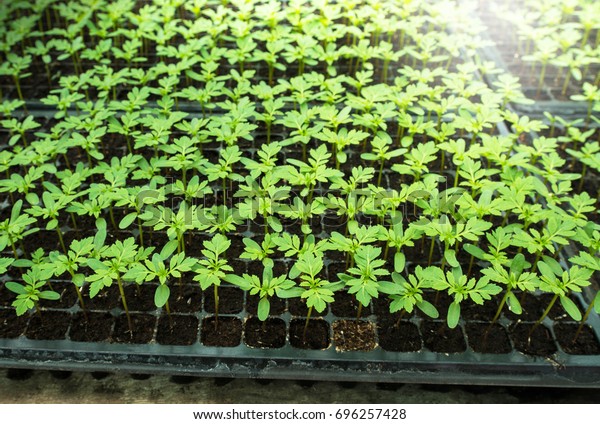 Marigold Young Plant Seedlings Grown Plant Stock Photo Edit Now 696257428