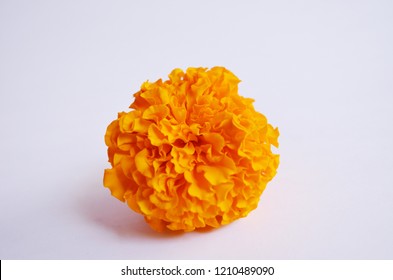 Beautiful Marigold Flower Side View Selective Stock Photo 1815916964 ...