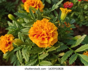 Marigolds Bloom At The Winter Flower Show In Thailand.