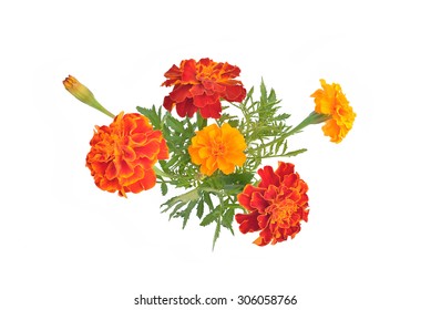 Marigolds Buds Leaves On White Background Stock Photo 306058766 ...