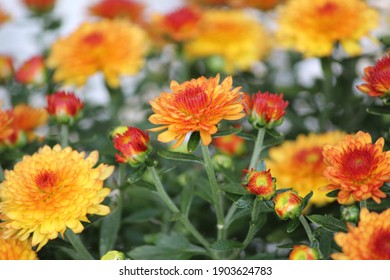 Marigolds with deep orange and yellow petals and a few buds and green leaves and stems.