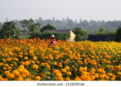 19,390 Marigold thailand Images, Stock Photos & Vectors | Shutterstock