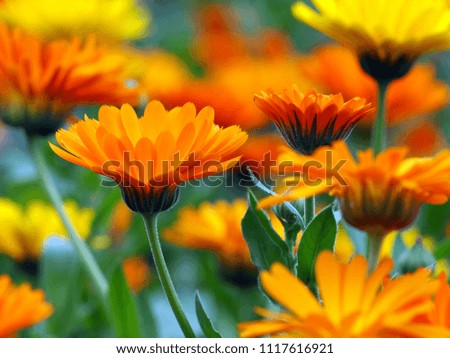 Similar – Image, Stock Photo sea of marigold blossoms