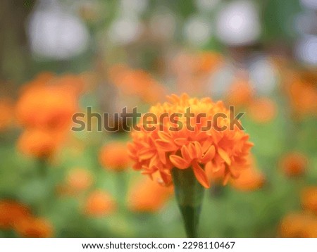 Marigolds in the garden with flowers and leaves as background bokeh.