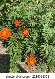 Marigolds In The Garden For Natural Pest Control