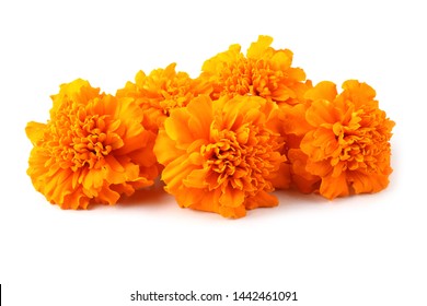 Marigolds isolated on white background
