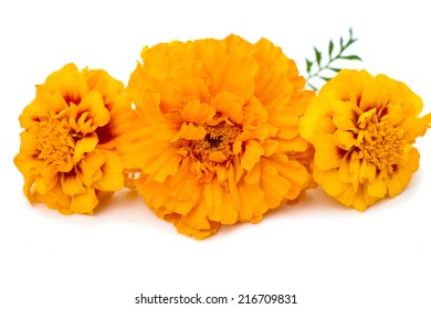 42,315 Marigold isolate Images, Stock Photos & Vectors | Shutterstock