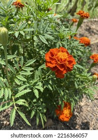 Marigolds In The Spring Garden Natural Pest Control