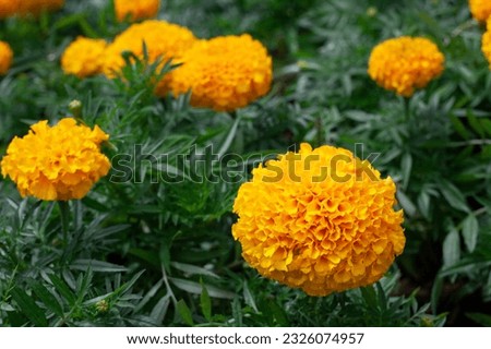 Marigolds, Tagetes erecta flowers in the garden
