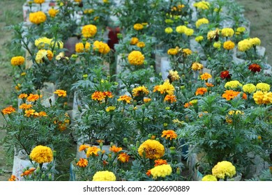 Marigolds (Tagetes Erecta, Mexican Marigold, Aztec Marigold, African Marigold)