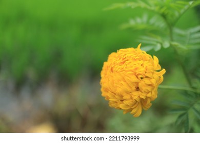 Marigolds (Tagetes Erecta, Mexican Marigold, Aztec Marigold