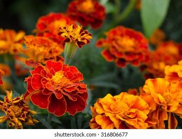 Marigolds (Tagetes erecta, Mexican marigold, Aztec marigold, African marigold)