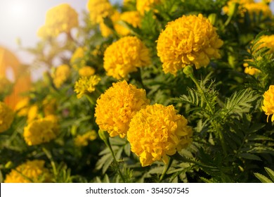 Marigolds (Tagetes Erecta, Mexican Marigold, Aztec Marigold, African Marigold)