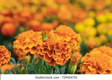 Marigolds (Tagetes Erecta, Mexican Marigold, Aztec Marigold, African Marigold)