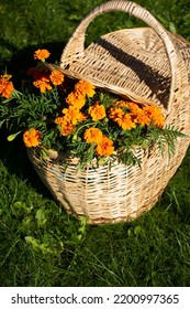 Marigolds In Wicker Basket, Top View