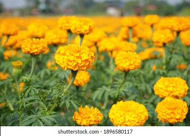 Marigold(soft focus)is an economic crop.they are easily grown flowers, less disease,can be grown all year round. It can also upgrade the planted area to be an agricultural tourism attraction.