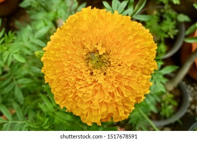 Marigold Tree Images Stock Photos Vectors Shutterstock - 